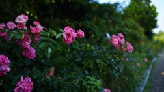 薔薇の帰り道