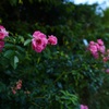 薔薇の帰り道