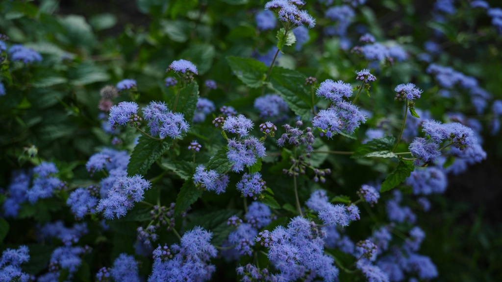 藤色の植物