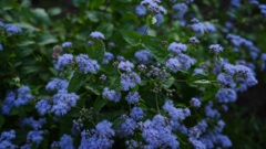 藤色の植物