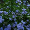 藤色の植物