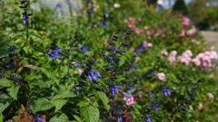 道沿いに花