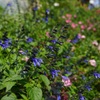 道沿いに花
