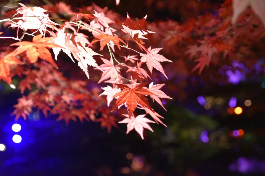 47407572-9800-42c4-aefb-31c0a3f3a72d-1_a