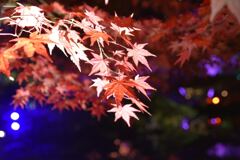 47407572-9800-42c4-aefb-31c0a3f3a72d-1_a