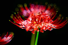 彼岸花の花火