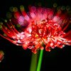 彼岸花の花火