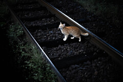 夜の駅猫