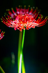 彼岸花の花火