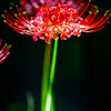 彼岸花の花火