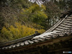 冬の終わり