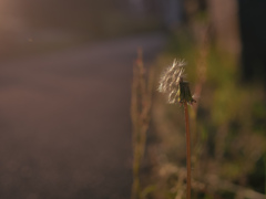 夕暮れ