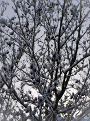 雪の積もった朝に