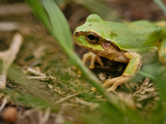 アマガエル