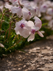 芝桜