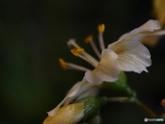 花２