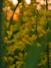 夕日
