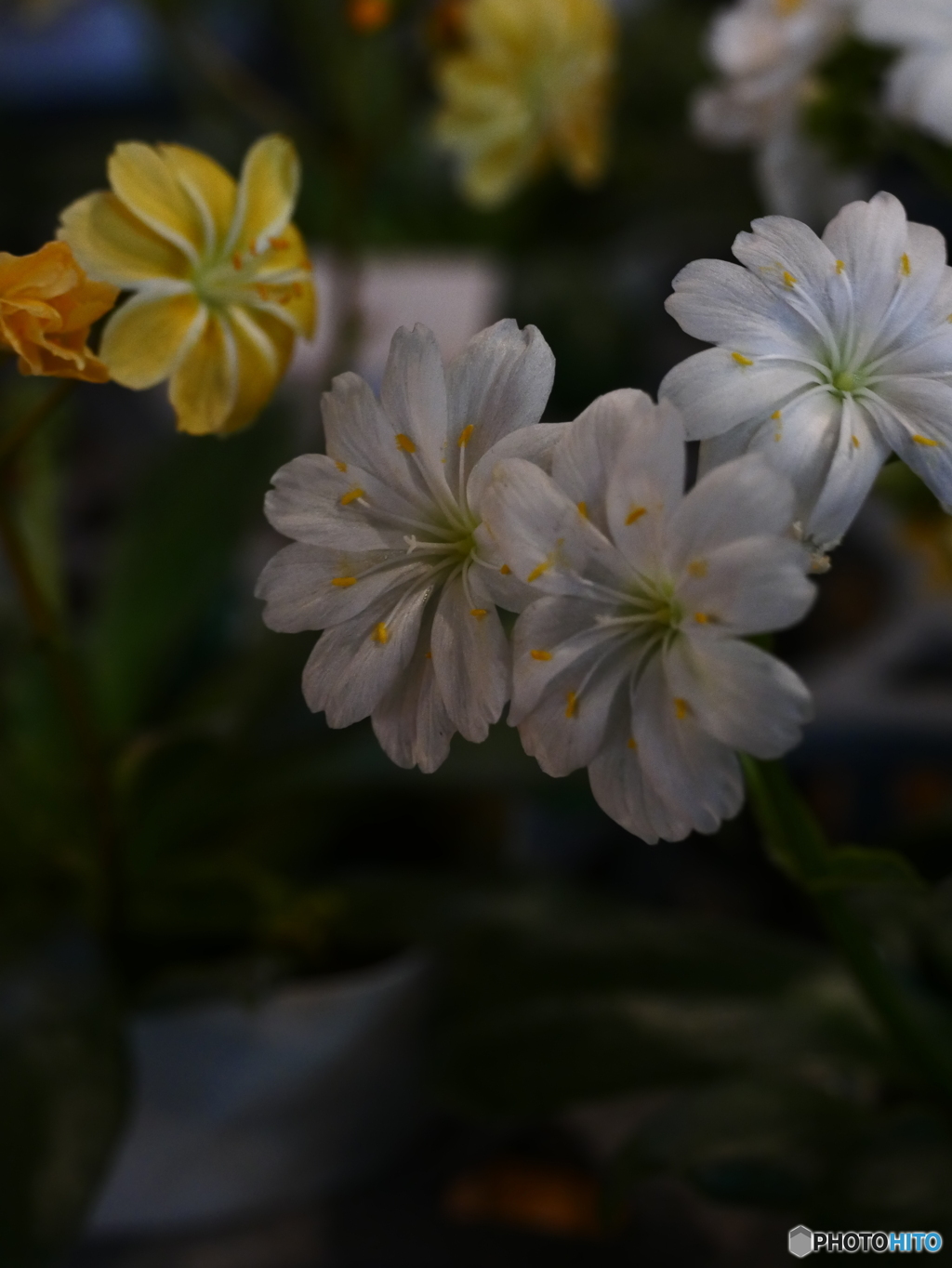 花