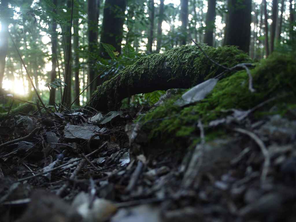 苔むした樹