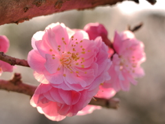 梅２