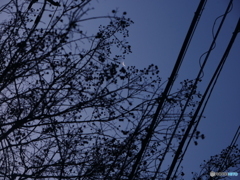 夕暮れの月