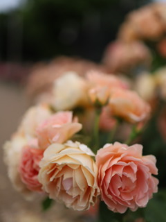 若園薔薇公園