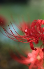 彼岸花