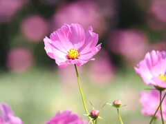 秋風に揺れて2