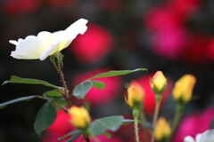 Rose Garden 1