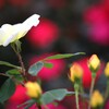 Rose Garden 1