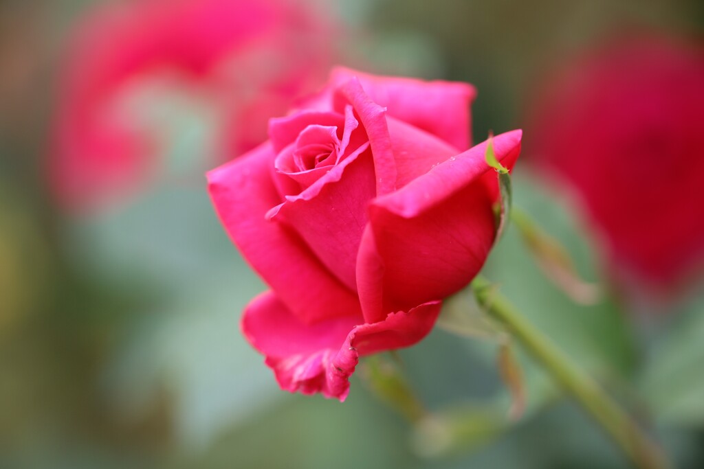 Rose Garden 5