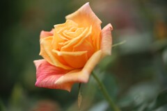 Rose Garden 4