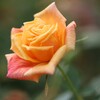 Rose Garden 4