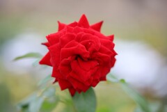 Rose Garden 3