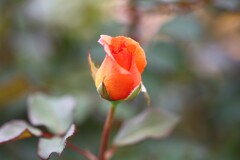 Rose Garden 2