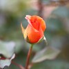 Rose Garden 2