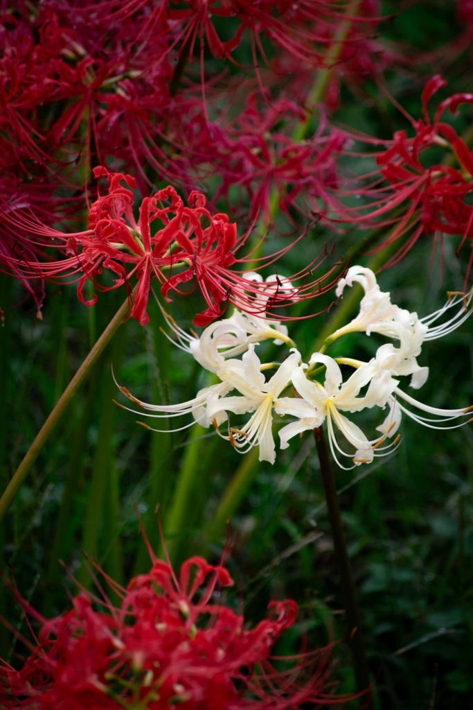 想うはあなた一人