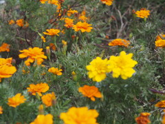 PB090277