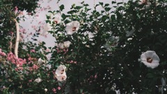 散歩