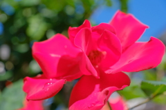 アスティアでお花