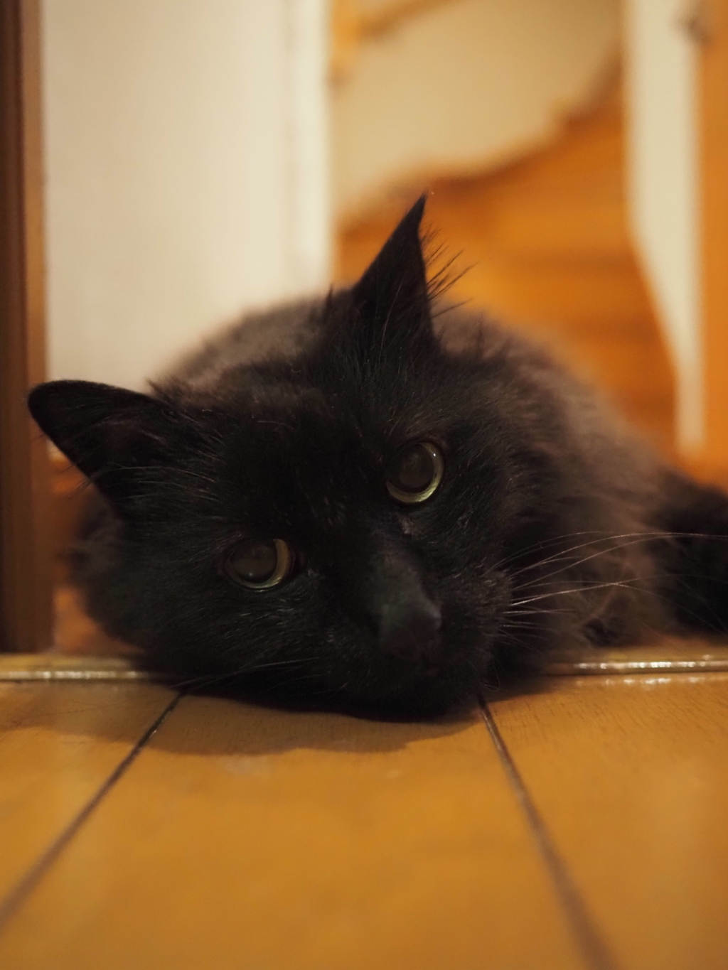 愛猫くん