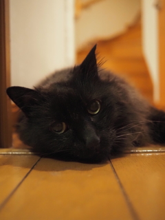 愛猫くん