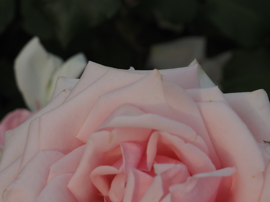 モッコウバラ？