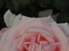 モッコウバラ？