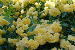 超綺麗アスティア