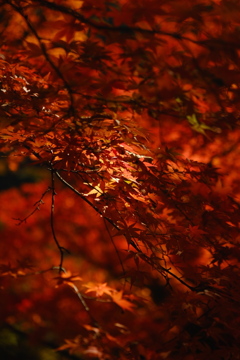紅葉
