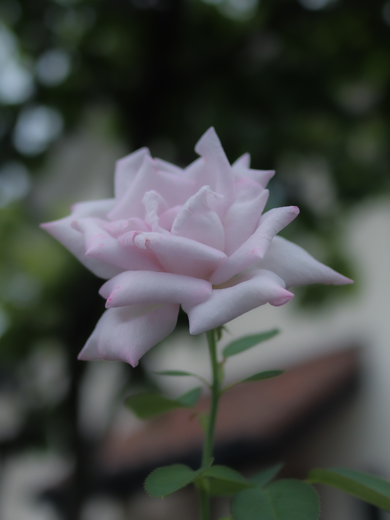 初カメラ散歩