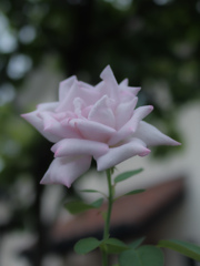 初カメラ散歩