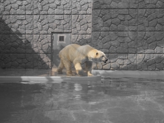 しろくまくん