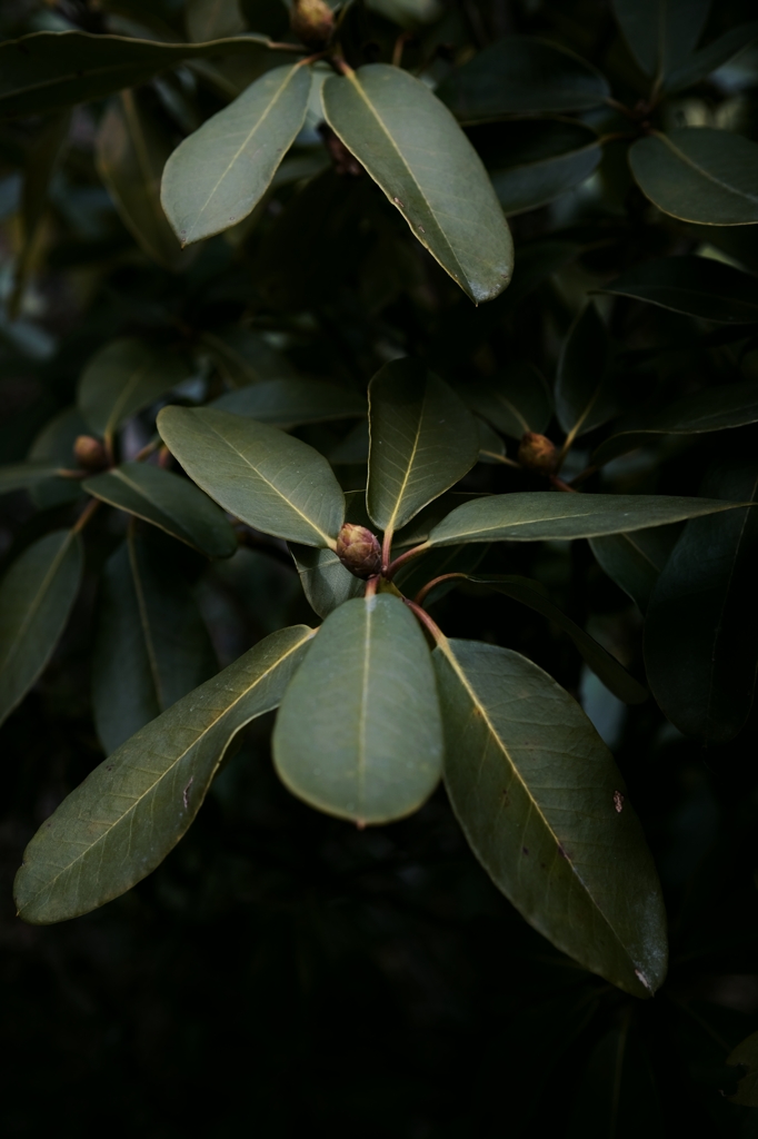 硬そうな葉っぱ